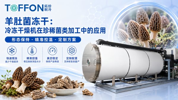 羊肚菌冻干：冷冻干燥机在珍稀菌类加工中的应用